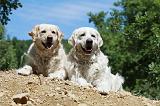 GOLDEN RETRIEVER 1147